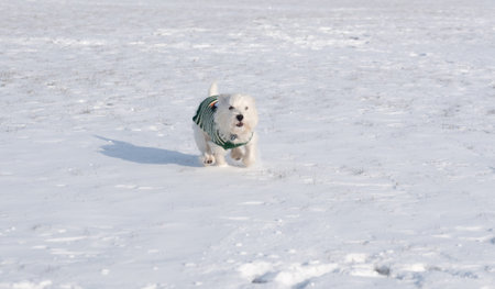 West Highland White Terrier playing in a snow in the park