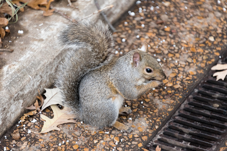 Big squirrel eating a nut on the groundの写真素材
