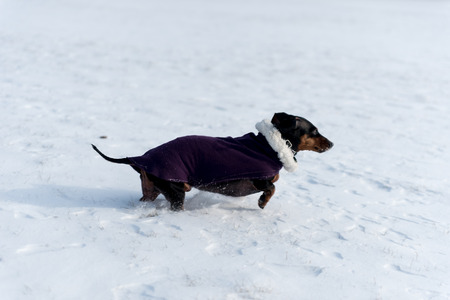 Cute black dachshund in a purple coat running on a snow park fieldの写真素材