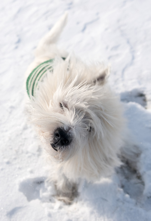 West Highland White Terrier playing in a snow in the parkの写真素材