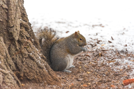 Small grey squirrel on the snow in the park on a cold winter dayの写真素材