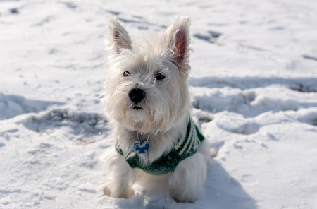 West Highland White Terrier playing in a snow in the parkの写真素材