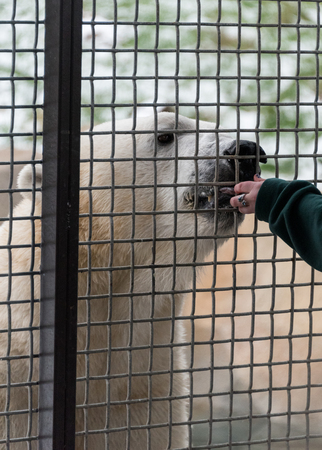 Woman trains a big white polar bearの写真素材