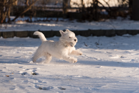 Cute west highland white terrier playing in snowの写真素材