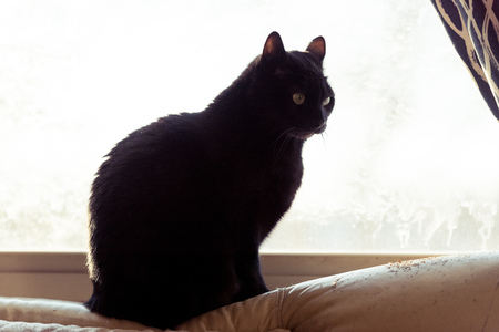 Cute black domestic cat sitting on a windowの写真素材