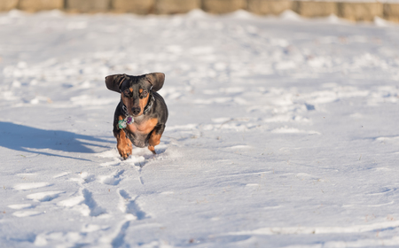 Cute black dachshund playing in the snowの写真素材