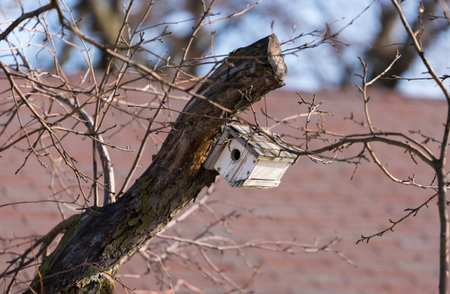 Small birds house on a tree branch