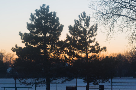 Big green pine tree in a suburbsの写真素材