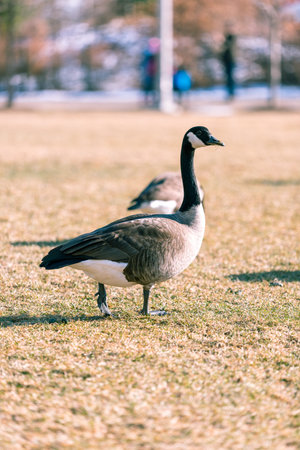Big geese eating grass in Chicago parkの写真素材