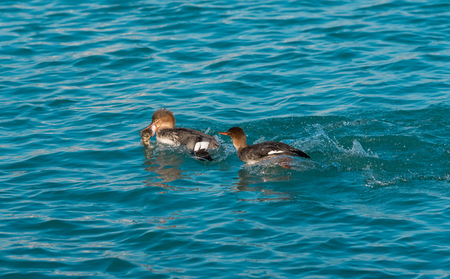 Red-breasted merganser hunting for a fish in a lakeの写真素材