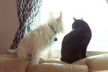 West highland terrier and a black cat sitting on a windowの写真素材