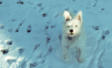 Cute west highland white terrier playing in snowの写真素材