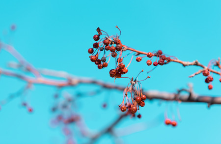 Dry winter rowan on a tree branchの写真素材
