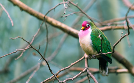 Small beautiful bird in a city zooの写真素材
