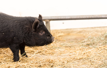 Little black baby pig on a country farmの写真素材