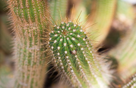 Big green cactus in a botanic gardenの写真素材