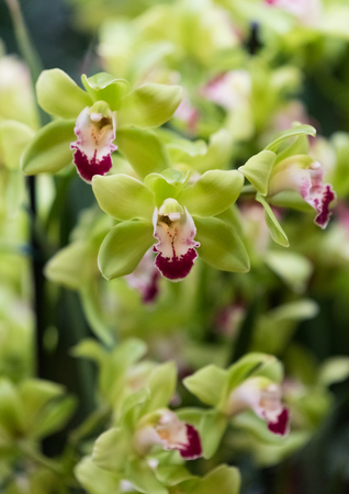 Beautiful colorful orchid in a botanic gardenの写真素材
