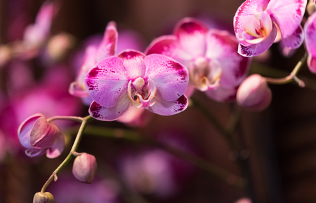 Beautiful colorful orchid in a botanic gardenの写真素材