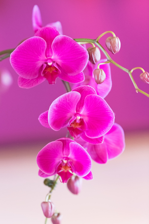 Beautiful colorful orchid in a botanic gardenの写真素材