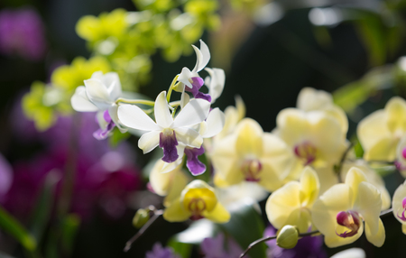 Beautiful colorful orchid in a botanic gardenの写真素材