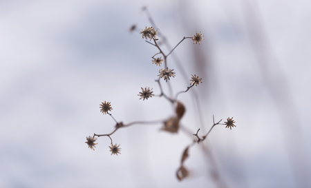 Dry winter flower in a botanic gardenの写真素材