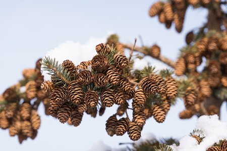 Beautiful fir cones on a pine tree branchの写真素材