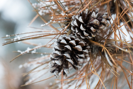 Fir cones under a heavy snow in winterの写真素材