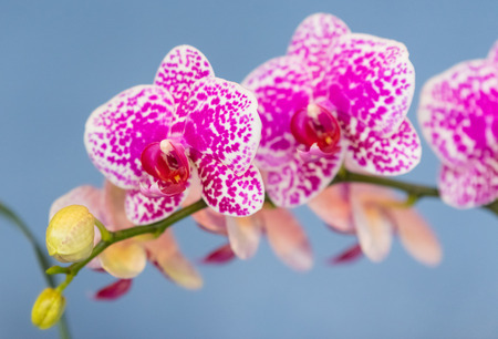Beautiful colorful orchid in a botanic gardenの写真素材