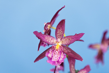 Beautiful colorful orchid in a botanic gardenの写真素材