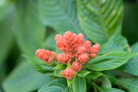 Beautiful colorful flower in a botanic gardenの写真素材