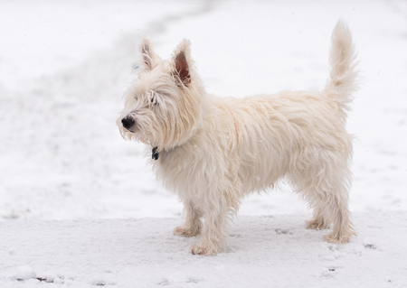 Young west highland white terrier in a snowの写真素材