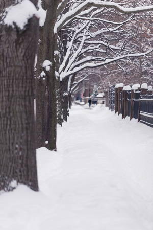 Trees on a city street under a heavy snowの写真素材
