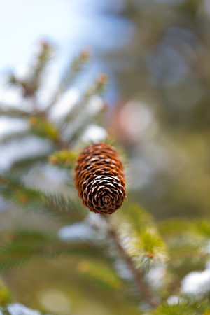 Beautiful fir cones on a pine tree branchの写真素材