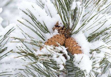 Fir cones under a heavy snow in winter