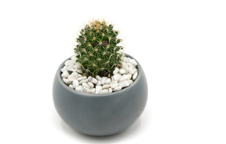 Small green cactus isolated on a white backgroundの写真素材