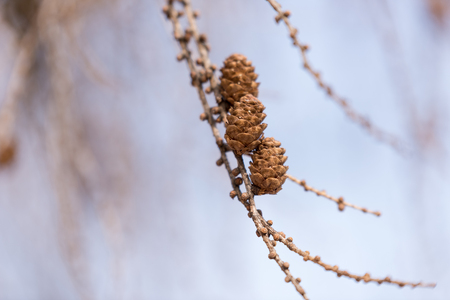 Beautiful fir cones on a pine tree branchの写真素材