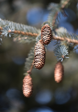 Beautiful fir cones on a pine tree branchの写真素材