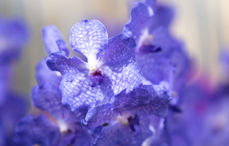 Beautiful colorful flower in a botanic garden