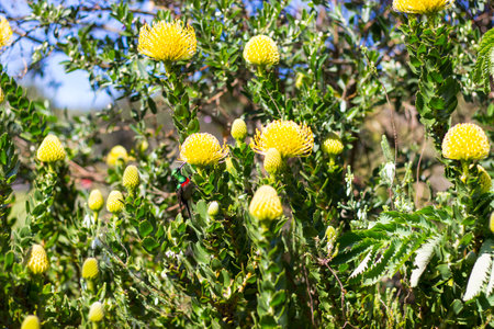 Yellow Pincushion protea flowers blooming in the garden, Cape Townの写真素材