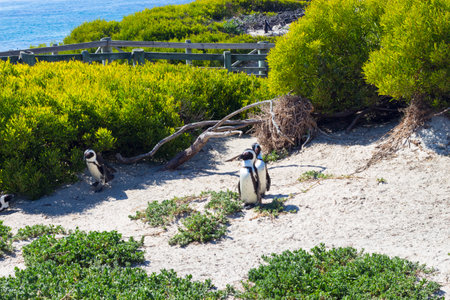 African penguins (Spheniscus demersus) at Boulders Beach, Cape Town, South Africaの写真素材