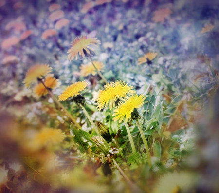 Soft focus on dandelion flowersの写真素材