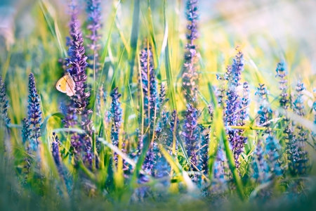 Butterfly on  purple  meadow flowersの写真素材