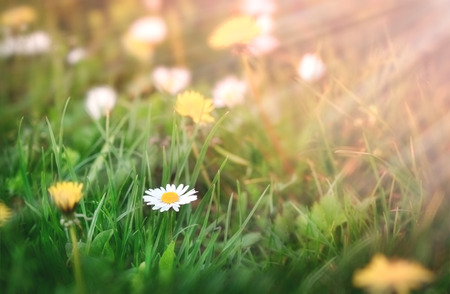 Daisy in grass lit by sunlight - sun raysの写真素材