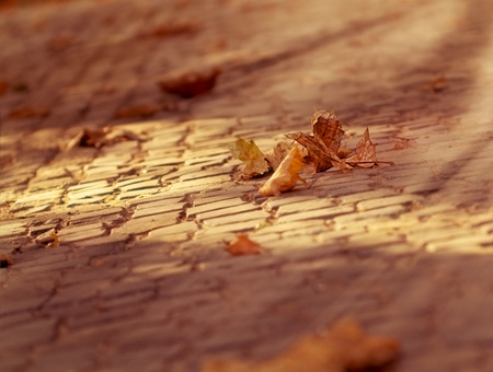 Fallen leaves on the boardwalkの写真素材