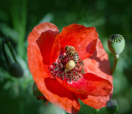 Bee on red poppy flower collects pollen and nectarの写真素材