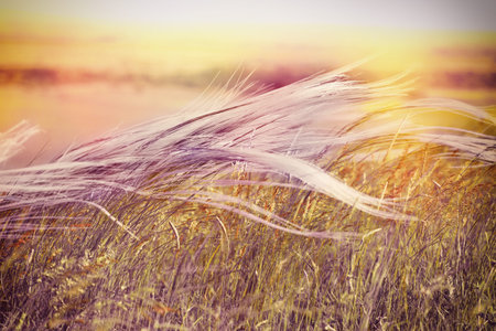 Silky grass - Fluffy grass - softness high grass on wind