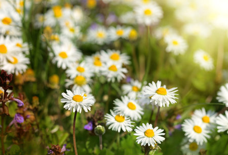 Meadow flowers - daisy flowers bathed in sunlightの写真素材