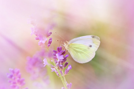 Butterfly on beautiful lavenderの写真素材