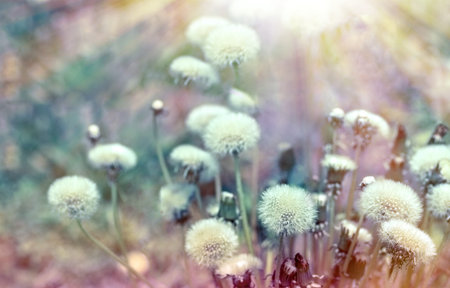 Dandelion seeds lit by sunb raysの写真素材