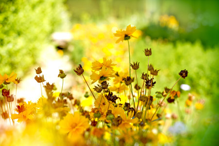 Beautiful yellow flowers in meadow